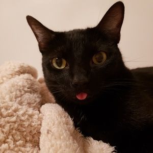 Meet your Posher, El